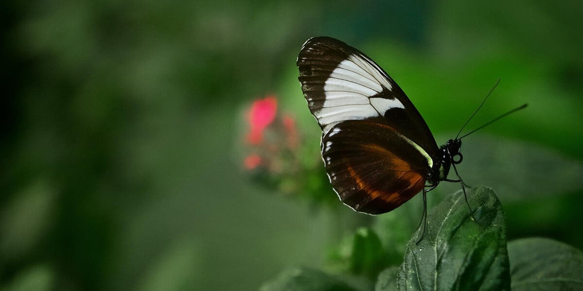 The Life and Times of Monteverde’s Mariposas