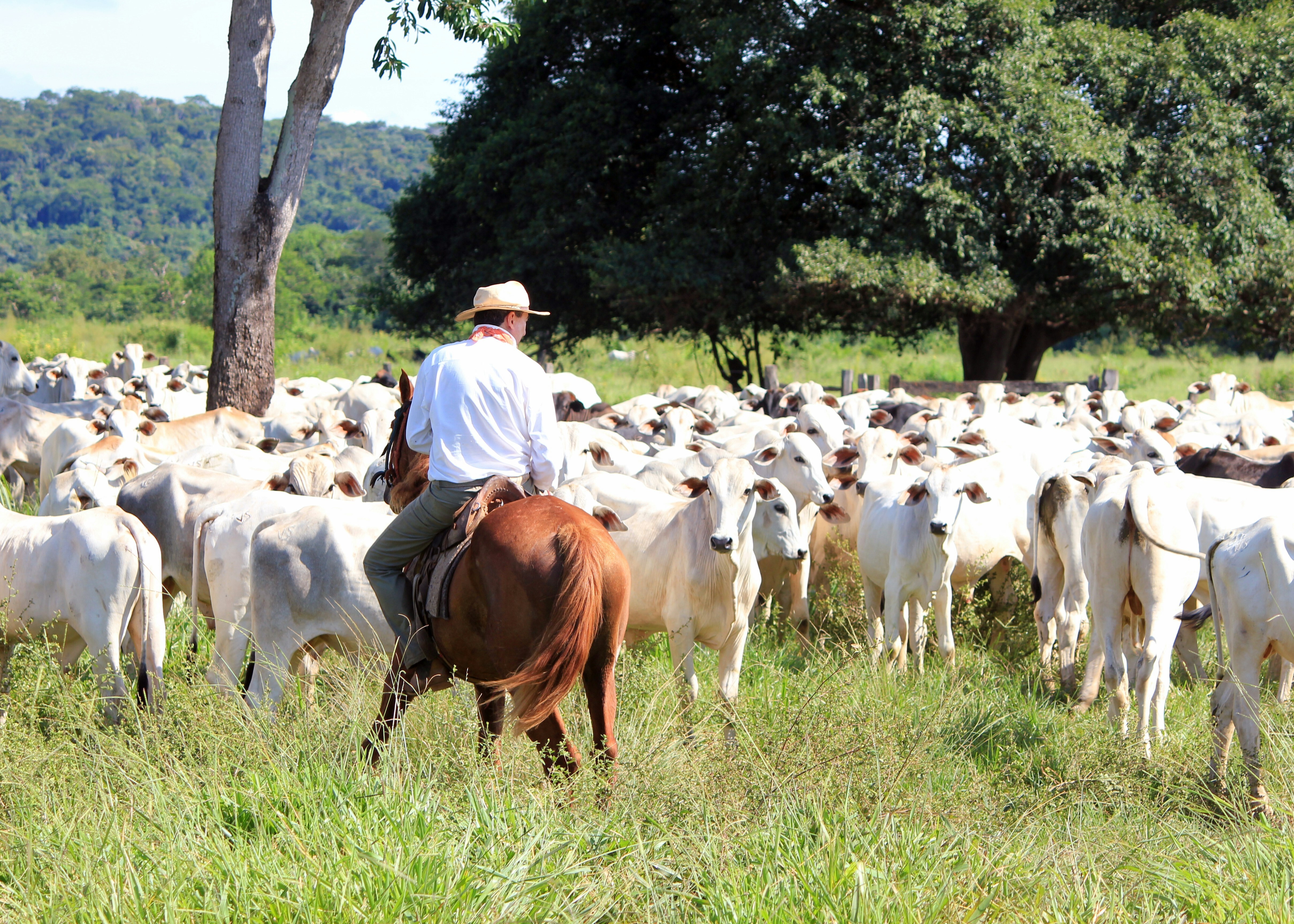 Ganadería monte verde